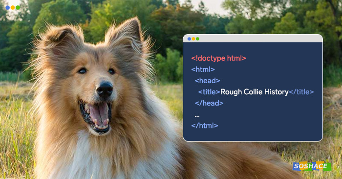 Rough collie and a window with the page's source code 